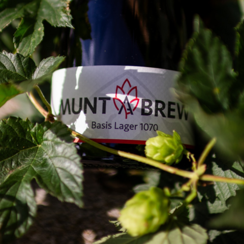 Muntabrew