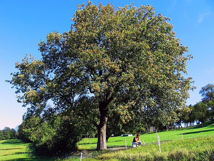 Wiesenwienerwald Elsbeerbaum - SlowFood Österreich - SlowFood Österreich