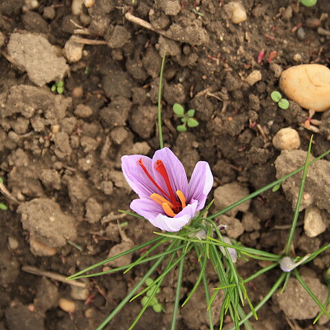 Seewinkler Biosafran